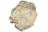 Fossil Running Rhino (Hyracodon) Upper Skull - South Dakota #242023-4